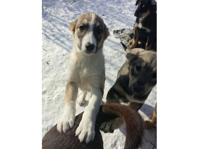 Продам 2-х щеночков 500$ (кормешка говядина/каши/сухой премиум корм) - Фото 5