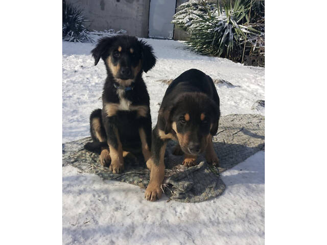 Продам 2-х щеночков 500$ (кормешка говядина/каши/сухой премиум корм) - Фото 6