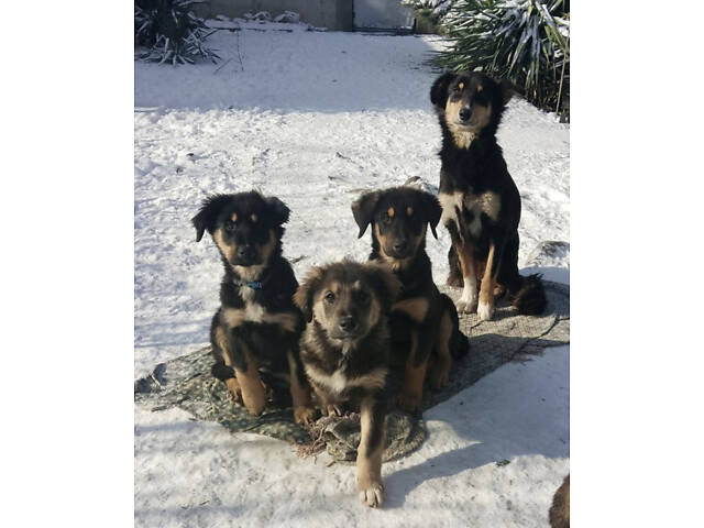 Продам 2-х щеночков 500$ (кормешка говядина/каши/сухой премиум корм) - Фото 7