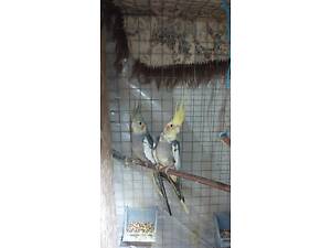 Продам 2 хвилястих папуги корелла.