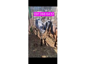 Продам Англонубійських коз .