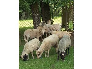 Продам Барани м'ясні