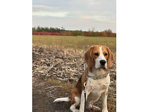 Віддам Бігля 1 рік 7 місяців.