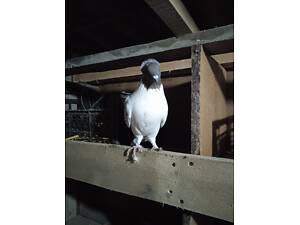 Продам Бійні голуби