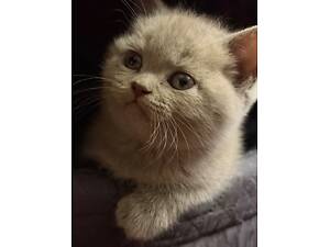 Продам британських кошенят.