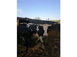 Продам бычка 500 +