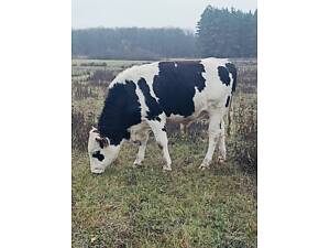 Продам биків на м'ясо.