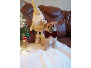 Продам чіхуашечек