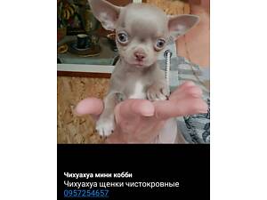 Продам чистокровних цуценят чихуахуа