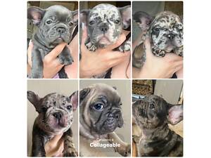 Продам чудових бульдожків.