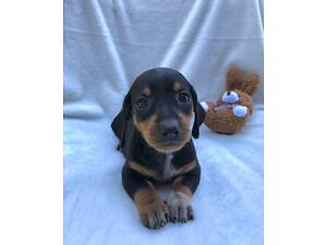 Продам чистопорідну таксу.