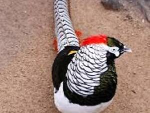 Продам декоративных фазанов