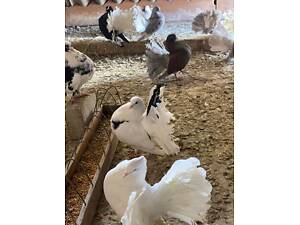 Продам Декоративні Голуби Павліни