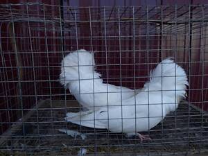 Продам декоративних птахів