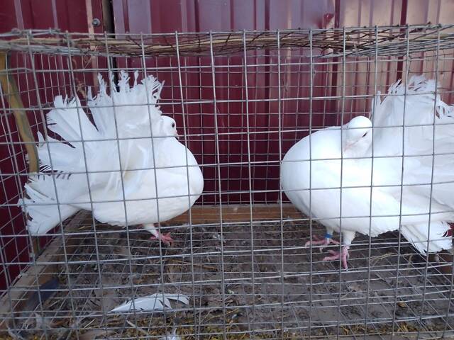 Продам декоративних птахів. - Фото 2