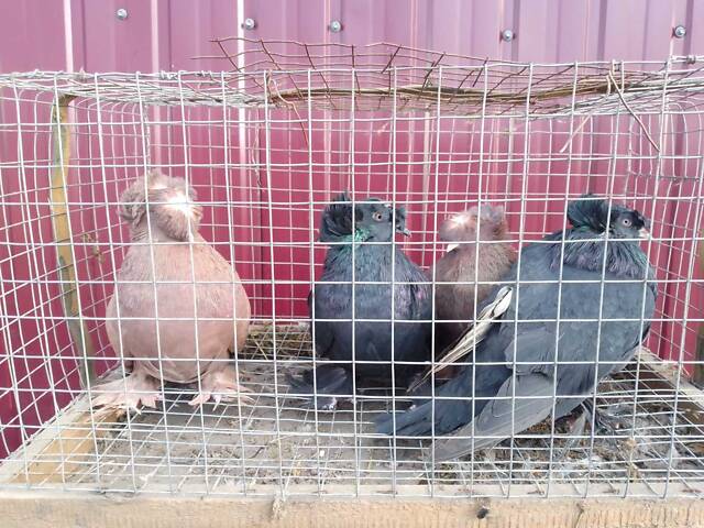 Продам декоративних птахів. - Фото 6