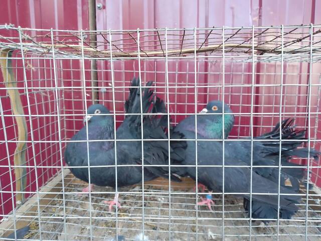 Продам декоративних птахів. - Фото 4