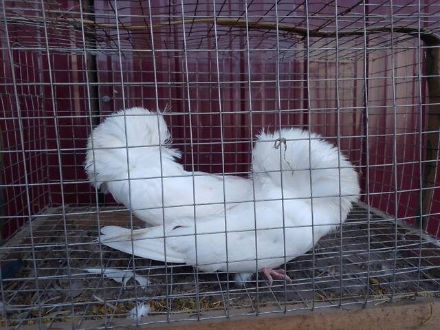 Продам декоративних птахів. - Фото 3