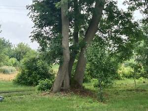 Продам дерева Ясена.