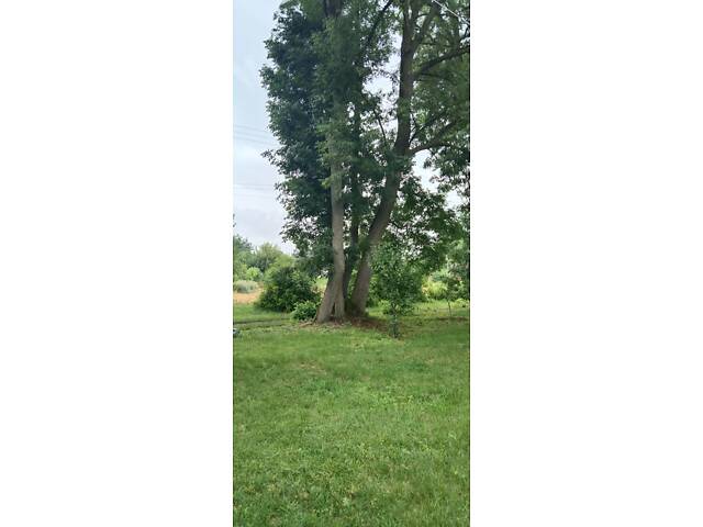 Продам дерева Ясена - Фото 1