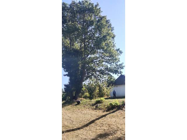 Продам дерева Ясена - Фото 2