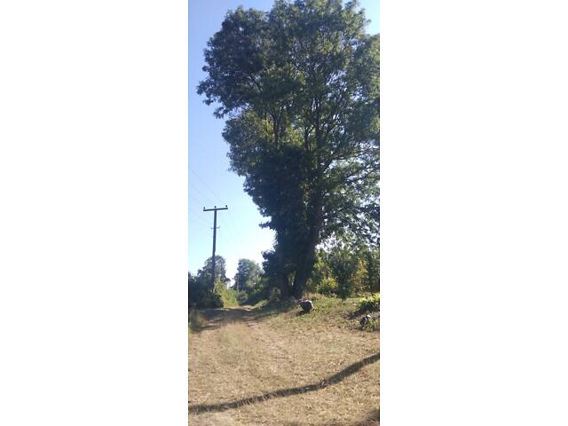 Продам дерева Ясена - Фото 3