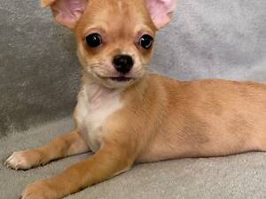 Продам дівчинку Чихуахуа, стандарт.