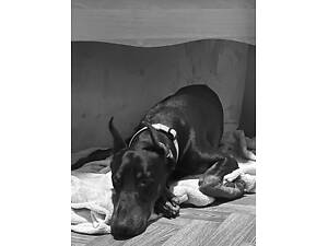 Продам добермана