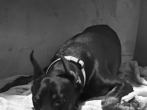 Продам добермана