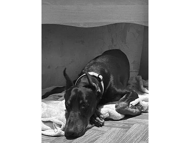 Продам добермана - Фото 1