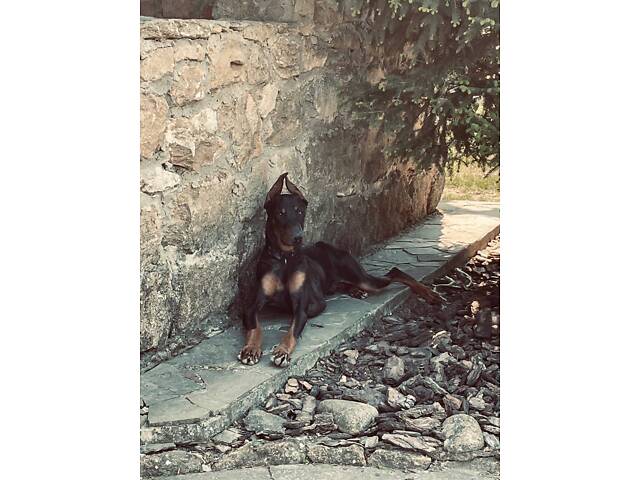 Продам добермана - Фото 2