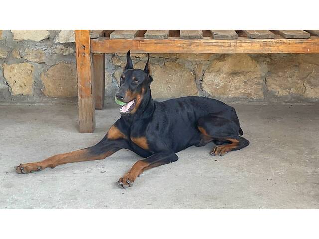 Продам добермана - Фото 3