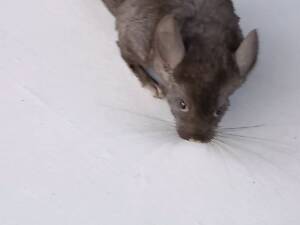 Продам домашніх Шиншил