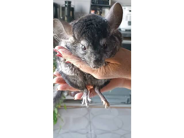 Продам домашніх шиншил. - Фото 2