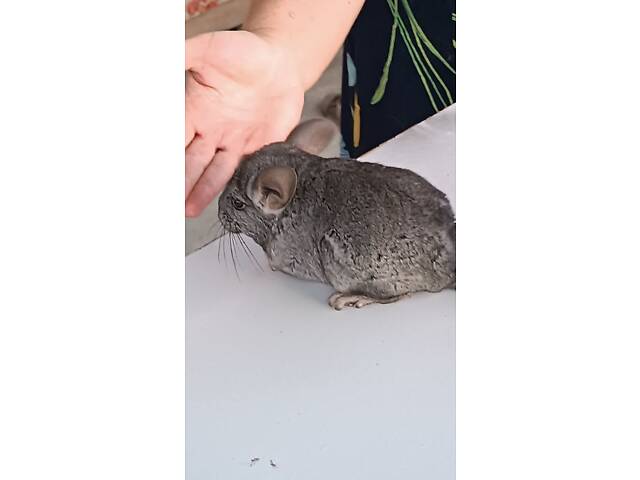 Продам домашніх шиншил. - Фото 3