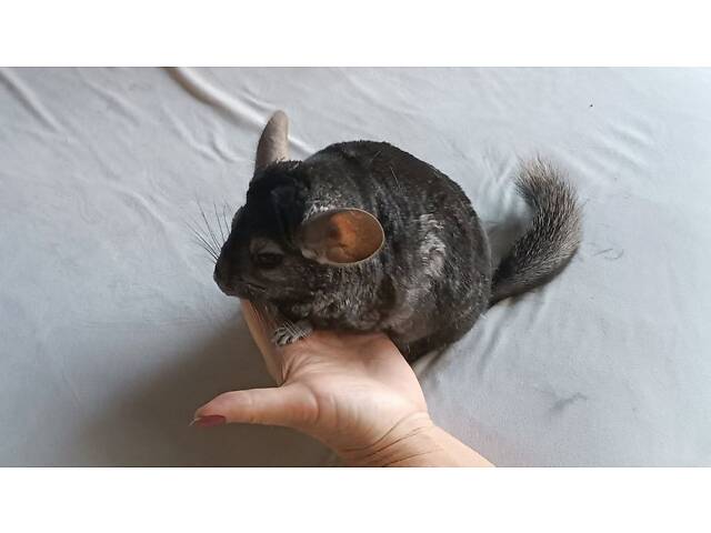 Продам домашніх шиншил. - Фото 4