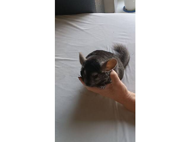 Продам домашніх шиншил. - Фото 5