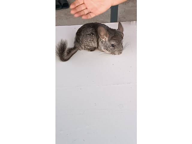 Продам домашніх шиншил. - Фото 6