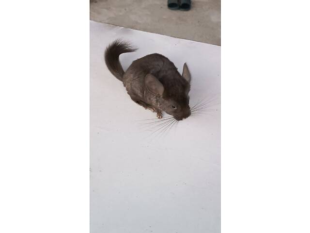 Продам домашніх шиншил. - Фото 7