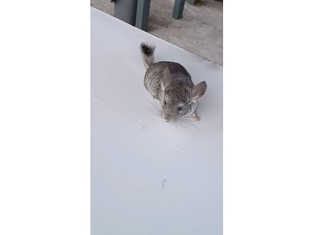 Продам домашніх шиншил. - Фото 8