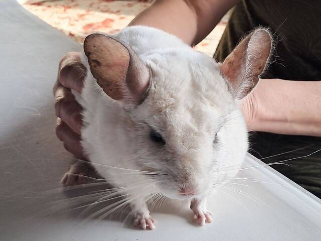 Продам домашніх шиншил. - Фото 9