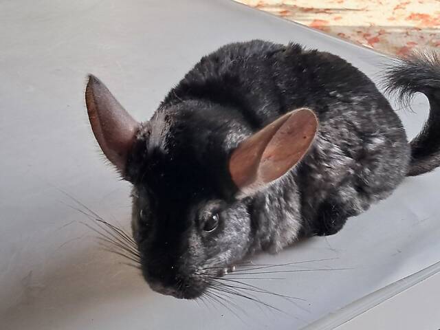 Продам домашніх шиншил. - Фото 10