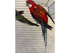 Продам двох найгарніших папуг Розелла