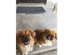 ПРОДАМ ДВОХ ПЕКІНЕСІВ ХЛОПЧИКИ