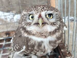 Продам дику сову сич хатній.