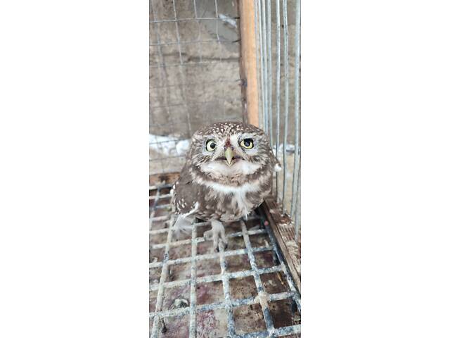 Продам дику сову сич хатній. - Фото 1