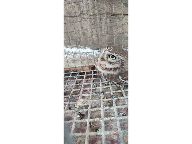 Продам дику сову сич хатній. - Фото 2