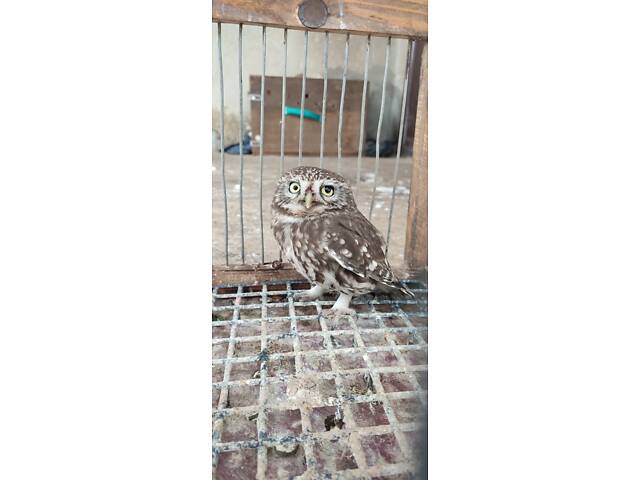 Продам дику сову сич хатній. - Фото 3