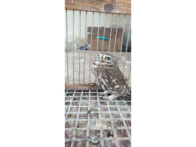 Продам дику сову сич хатній. - Фото 4