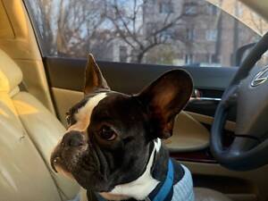 Продам французького бульдога.